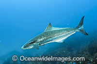 Cobia Rachycentron canadum Photo - Michael Patrick O'Neill