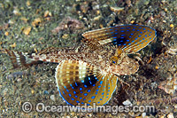 Blue Spotted Sea Robin Prionotus roseus Photo - Michael Patrick O'Neill