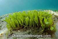 Green Feather Alga Photo - Michael Patrick O'Neill