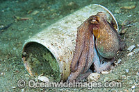 Octopus in tin can Photo - Michael Patrick O'Neill