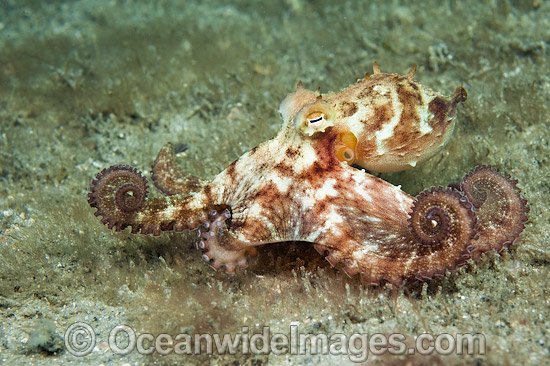 Caribbean Long Arm Octopus photo