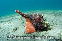 Horse Conch Photo - Michael Patrick O'Neill
