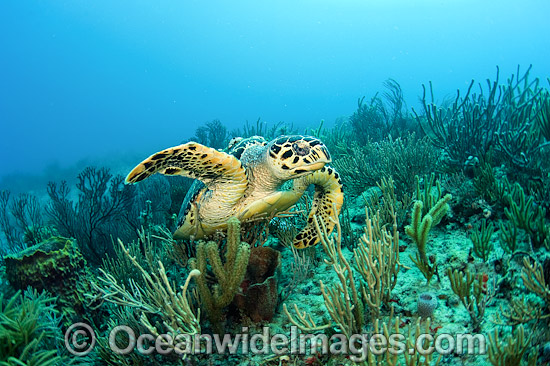 Hawksbill Turtle Florida photo Hawksbill Turtle Florida photo