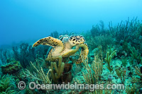 Hawksbill Turtle Florida Photo - Michael Patrick O'Neill