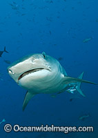 Tiger Shark Fiji Photo - Michael Patrick O'Neill