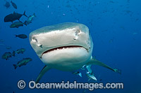 Tiger Shark Fiji Photo - Michael Patrick O'Neill