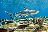 Blacktip Reef Shark Fiji Photo - Michael Patrick O'Neill