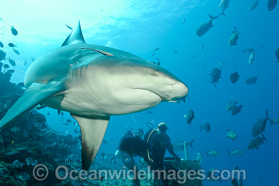 Bull Shark photo