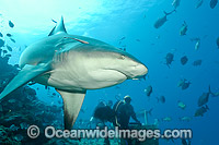 Bull Shark Photo - Michael Patrick O'Neill