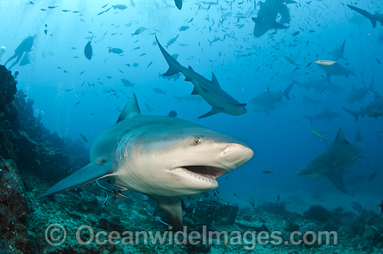 Bull Shark Fiji photo