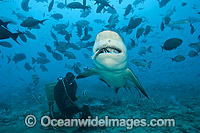 Bull Shark feeding Photo - Michael Patrick O'Neill