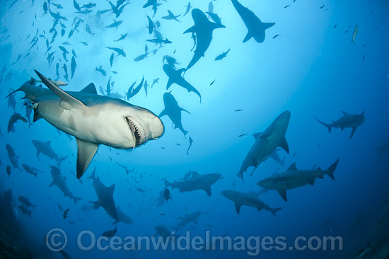 Bull Shark photo Bull Shark photo