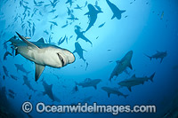 Bull Shark Photo - Michael Patrick O'Neill