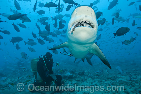 Bull Shark and Scuba Diver photo