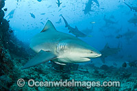 Bull Shark Fiji Photo - Michael Patrick O'Neill