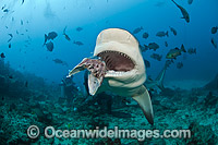 Scuba Diver feeding Bull Shark Photo - Michael Patrick O'Neill