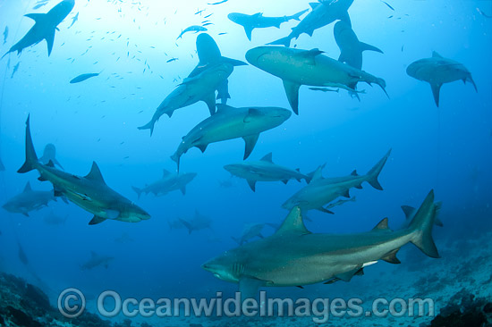 Bull Shark photo