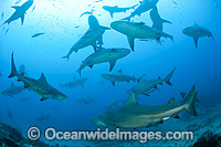 Bull Shark Photo - Michael Patrick O'Neill