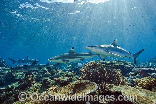 Grey Reef and Whitetip Sharks photo Grey Reef and Whitetip Sharks photo
