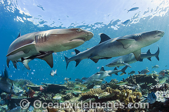 Whitetip Reef Sharks photo Whitetip Reef Sharks photo