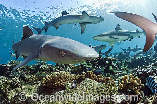Whitetip Reef Sharks photo Whitetip Reef Sharks photo