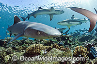 Whitetip Reef Sharks Photo - Michael Patrick O'Neill