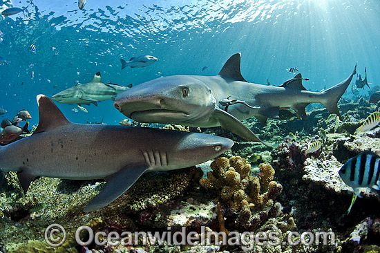 Whitetip Reef Sharks photo Whitetip Reef Sharks photo