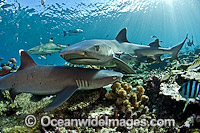 Whitetip Reef Sharks Photo - Michael Patrick O'Neill
