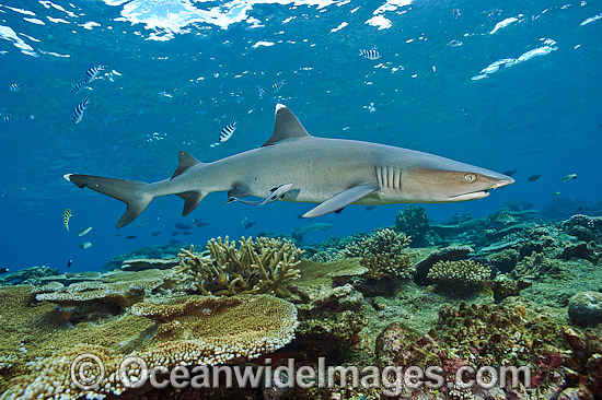 Whitetip Reef Shark photo Whitetip Reef Shark photo