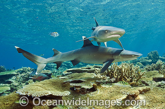 Whitetip Reef Sharks photo Whitetip Reef Sharks photo