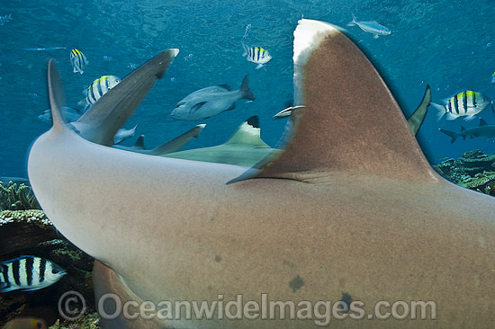 Whitetip Reef Shark fin photo Whitetip Reef Shark fin photo