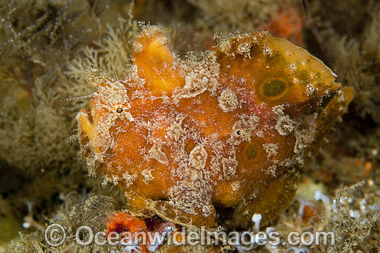 Ocellated Frogfish photo Ocellated Frogfish photo