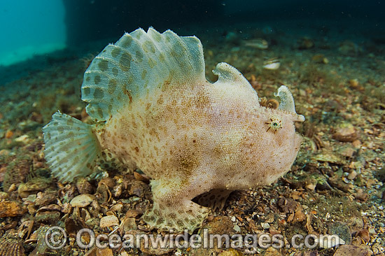 Striated Frogfish Antennarius striatus photo Striated Frogfish Antennarius striatus photo