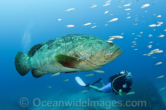 Atlantic Goliath Grouper and Scuba Diver photo