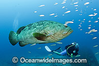 Atlantic Goliath Grouper and Scuba Diver Photo - MIchael Patrick O'Neill