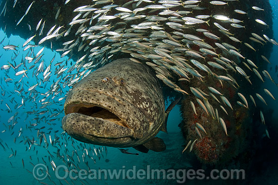 Atlantic Goliath Grouper with Minnows photo Atlantic Goliath Grouper with Minnows photo