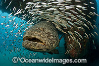 Atlantic Goliath Grouper with Minnows Photo - MIchael Patrick O'Neill