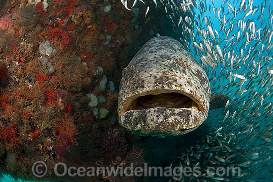 Atlantic Goliath Grouper with Minnows photo Atlantic Goliath Grouper with Minnows photo