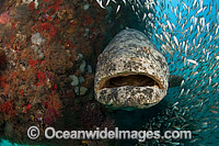 Atlantic Goliath Grouper with Minnows Photo - MIchael Patrick O'Neill