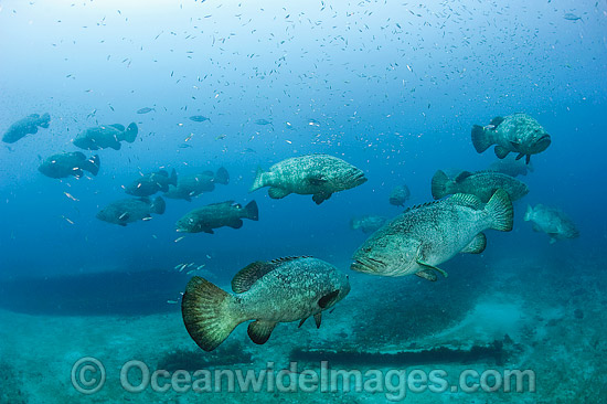 Goliath Grouper during spawning aggregation photo Goliath Grouper during spawning aggregation photo