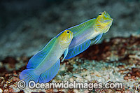 Yellowhead Jawfish brooding eggs in mouth Photo - MIchael Patrick O'Neill