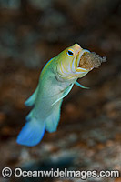 Yellowhead Jawfish brooding eggs in mouth Photo - MIchael Patrick O'Neill