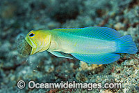 Jawfish brooding eggs in mouth Photo - MIchael Patrick O'Neill