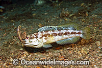 Jawfish male digging burrow Photo - MIchael Patrick O'Neill
