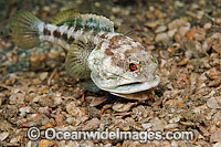 Jawfish male digging burrow Photo - MIchael Patrick O'Neill