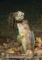 Jawfish male courting female Photo - MIchael Patrick O'Neill