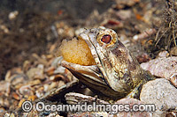 Jawfish brooding eggs in mouth Photo - MIchael Patrick O'Neill