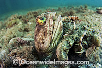 Banded Jawfish Opistognathus macrognathus Photo - MIchael Patrick O'Neill