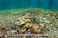 Jawfish digging burrow Photo - MIchael Patrick O'Neill