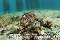 Jawfish male brooding eggs Photo - MIchael Patrick O'Neill